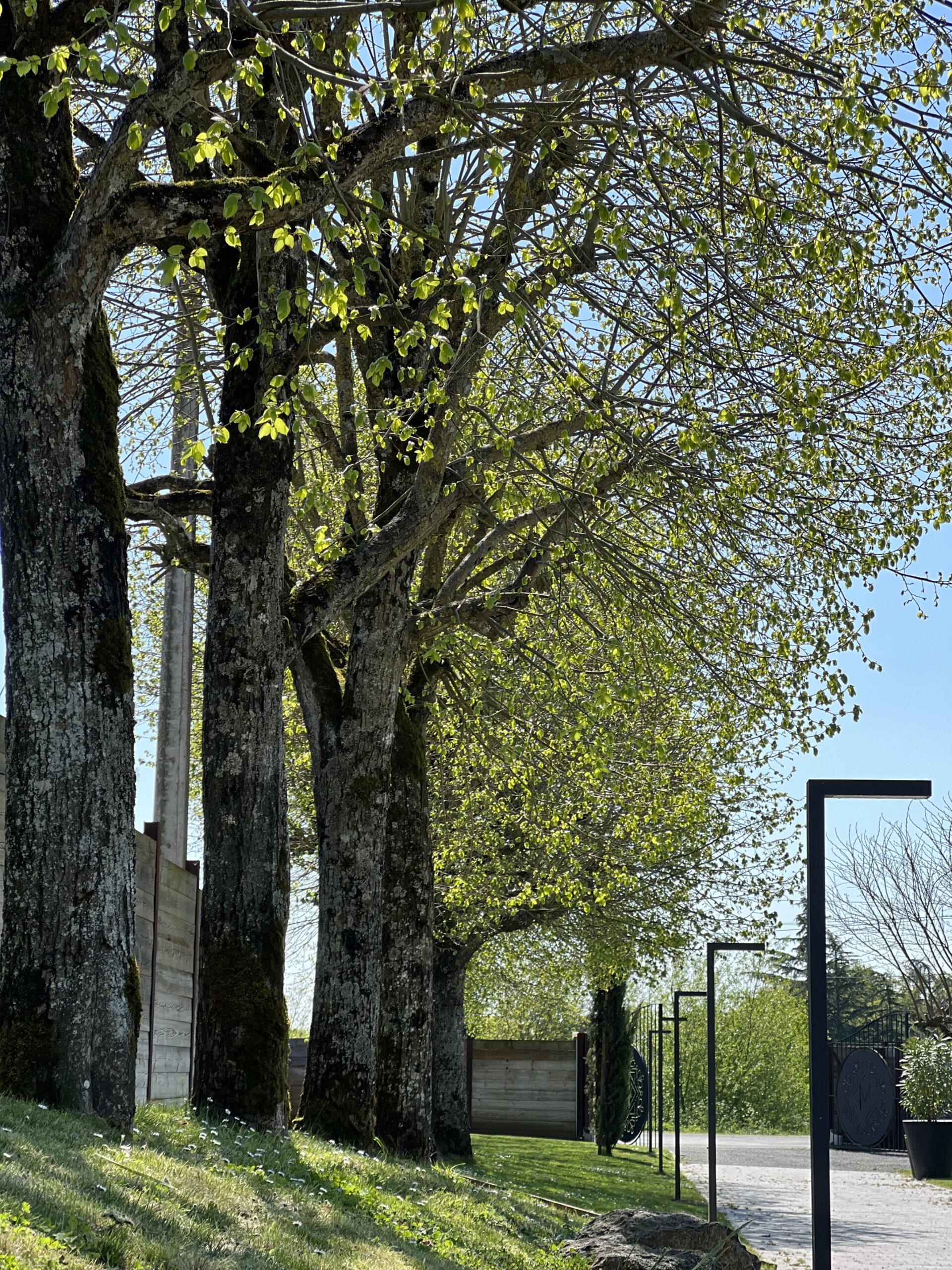arbre